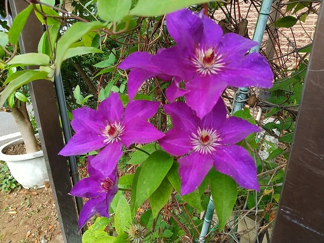 DSC_3307.JPG